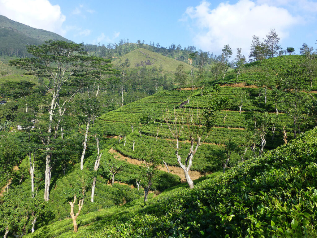 スリランカの「ルフナ」で作られる個性的な紅茶