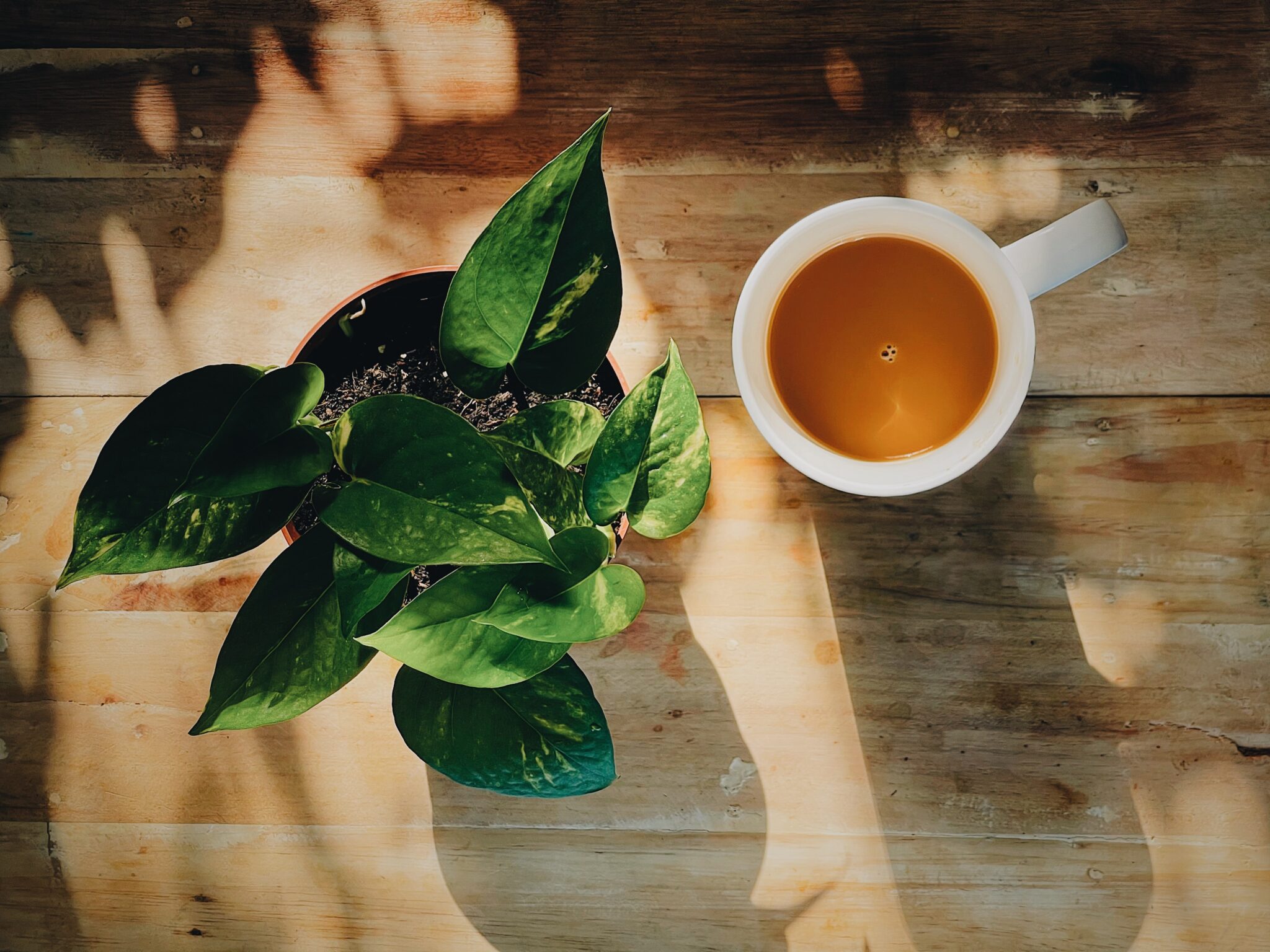 本格マサラチャイレシピでお茶を楽しもう！