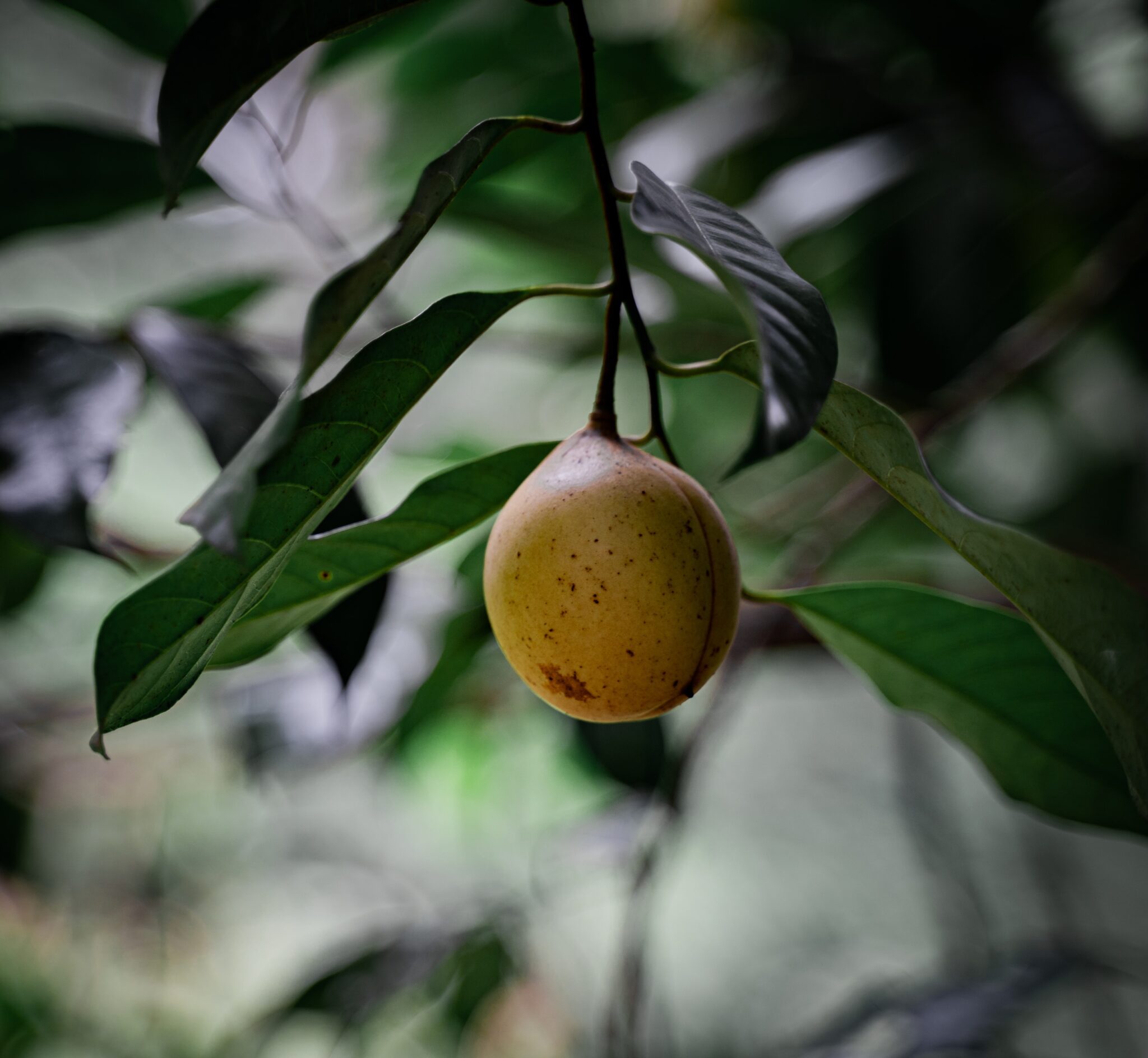 ナツメグと同じ植物が原料